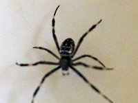 Argiope ocyaloides maybe DSC00026 edit